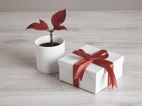 Gift Healing Coaching Sessions Bay Area